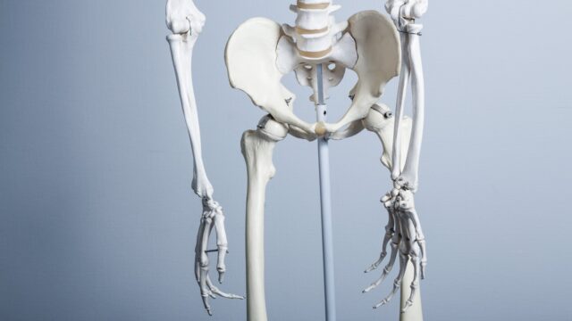 リハビリテーション室の骨格模型